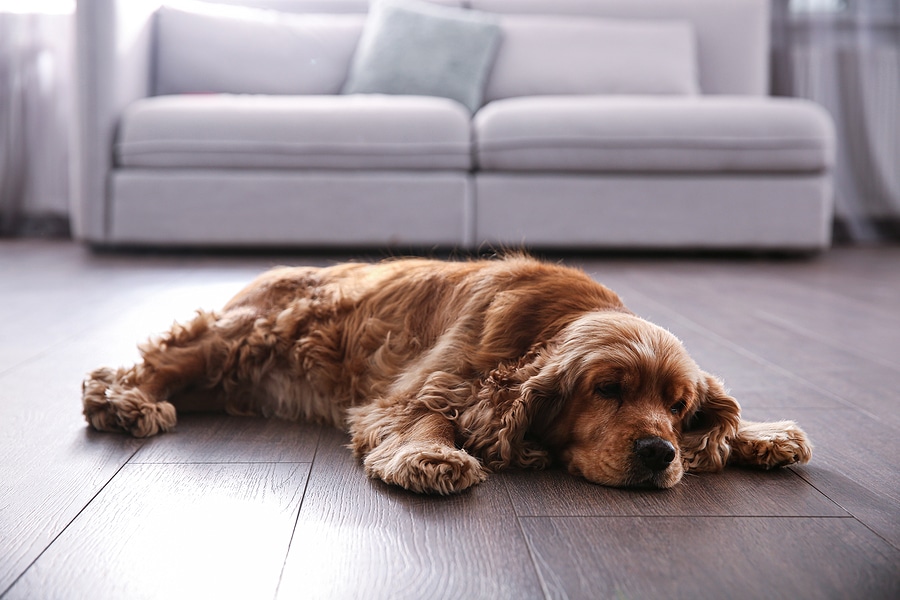 The Best Flooring Options for Pet Owners